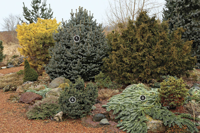 ‘Corbet’ Colorado spruce, ‘Cecilia’ white spruce, Donkeytail spurge