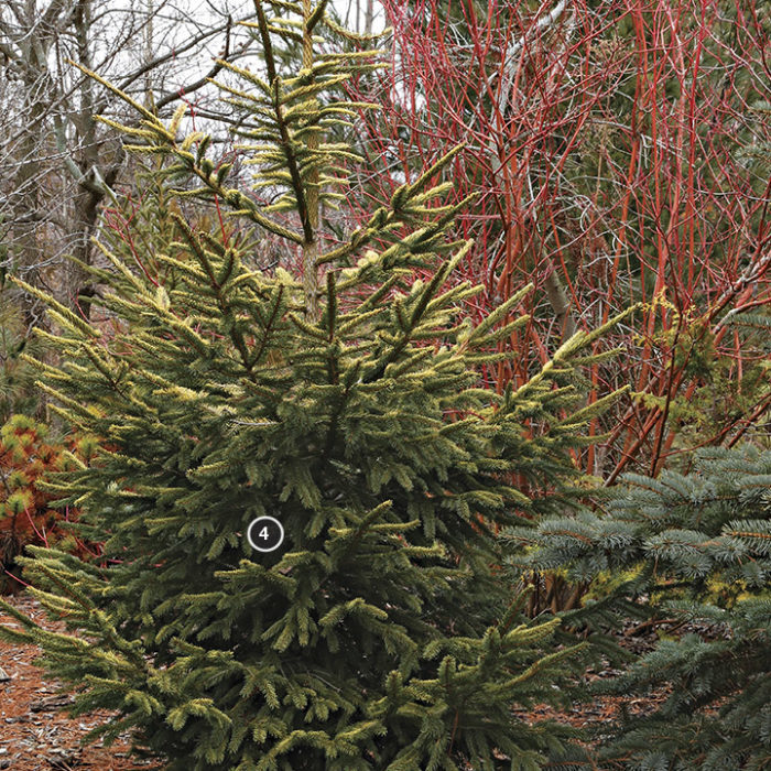 ‘Aurea Jakobsen’ Norway spruce