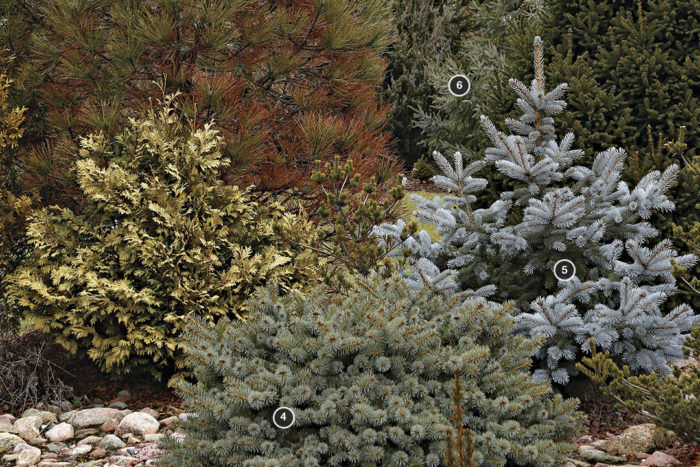 'Woodstock’ Colorado spruce, Richardson’s Colorado spruce, Black spruce