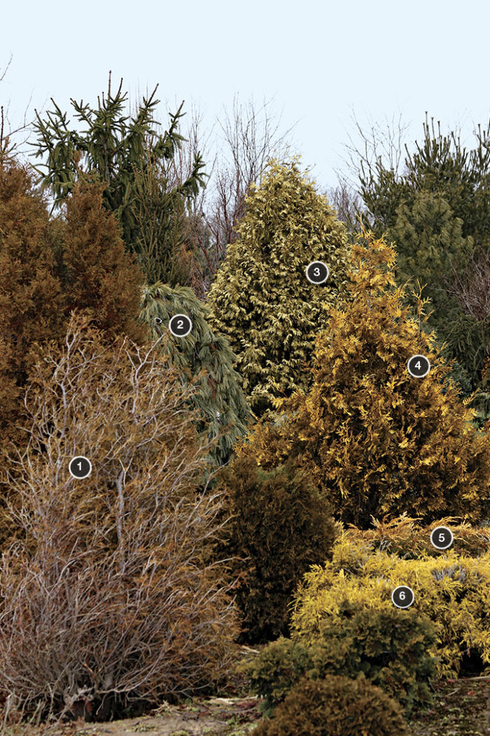 Tetragona’ American arborvitae, ‘Pendula’ Eastern white pine, ‘Wareana Lutescens’ American arborvitae, , ‘Watnong Gold’ American arborvitae, ‘Daub’s Frosted’ juniper, ‘Harvard Gold’ false cypress 