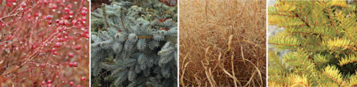 Carolina Rose, Colorado spruce, ‘Cloud Nine’ switchgrass, Dwarf Japanese yew