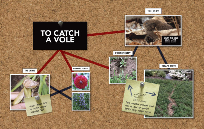 Voles: How to Get Rid of Voles in the Yard or Garden