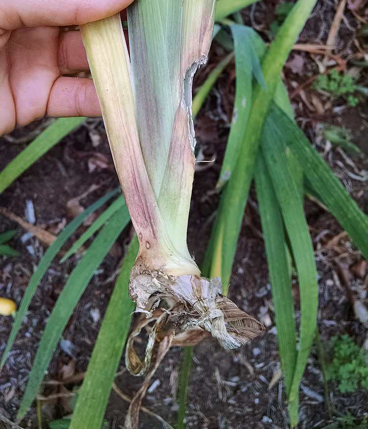 vole damage on a plant