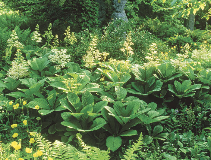 Image of Rodgersias plants