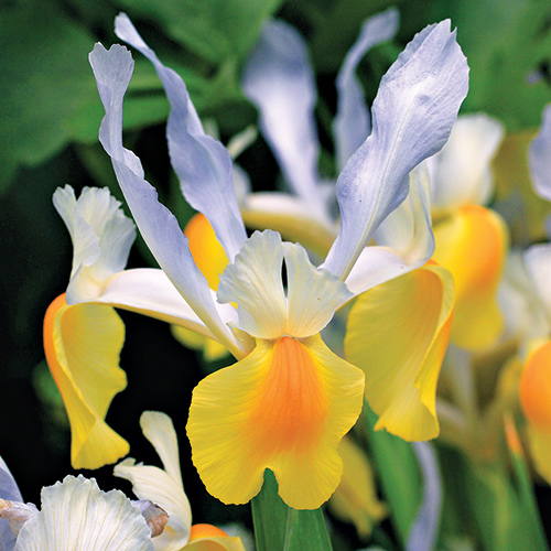low-maintenance plants northeast