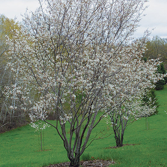 Amelanchier X Grandiflora Autumn Brilliance