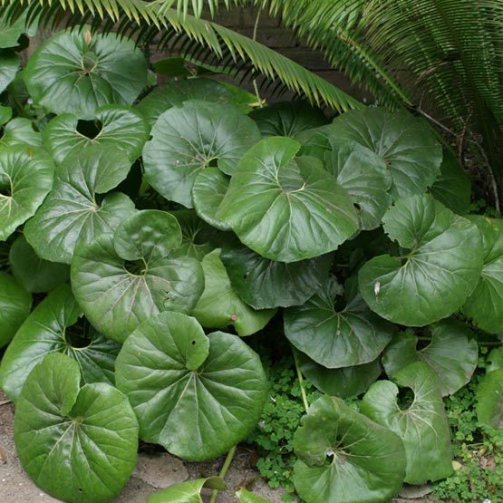 Image of Ligularia plant