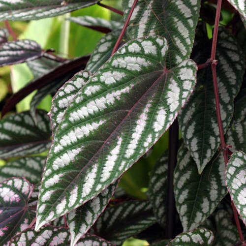 Cissus - Fine Gardening
