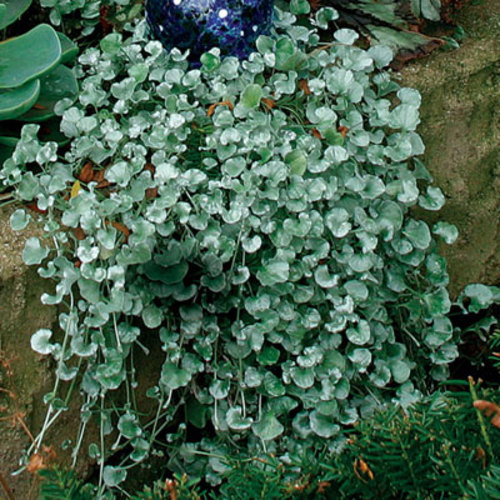 Dichondra - Fine Gardening