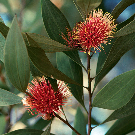 Mariposa Top  Rust – Hakea