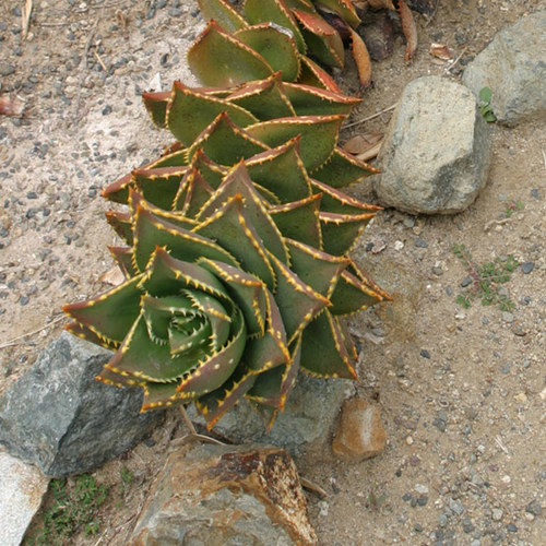 aloe vera for dandruff Anti-Dandruff – Avalon Organics