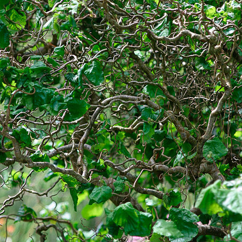 Corylus - Fine Gardening