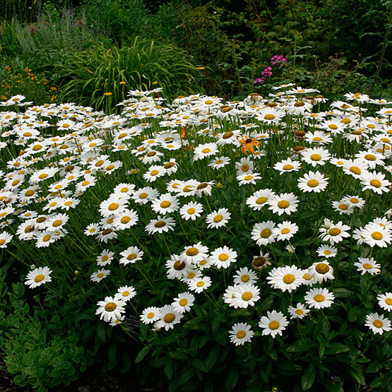 Leucanthemum becky deals