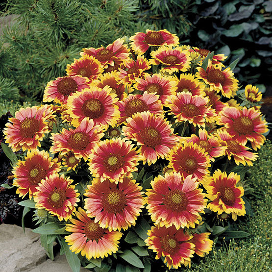 Gaillardia FineGardening