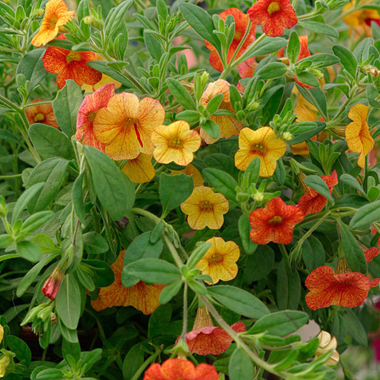 Calibrachoa - FineGardening