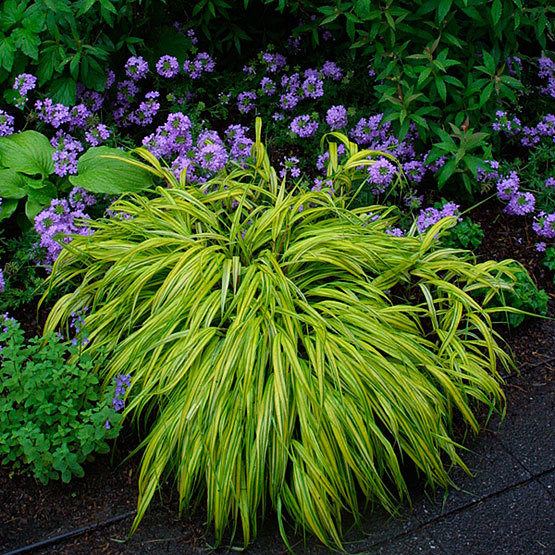 Hakonechloa macra on sale