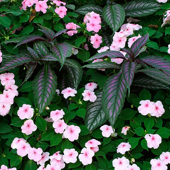 Impatiens