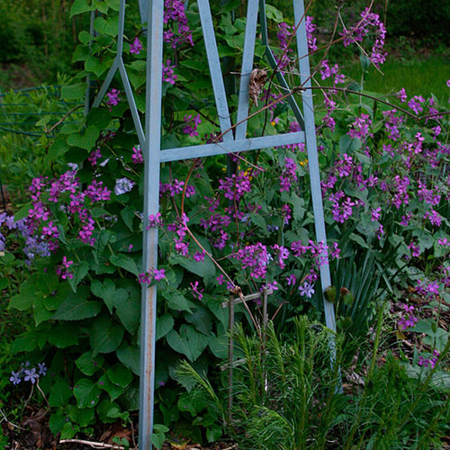 Lunaria - Fine Gardening