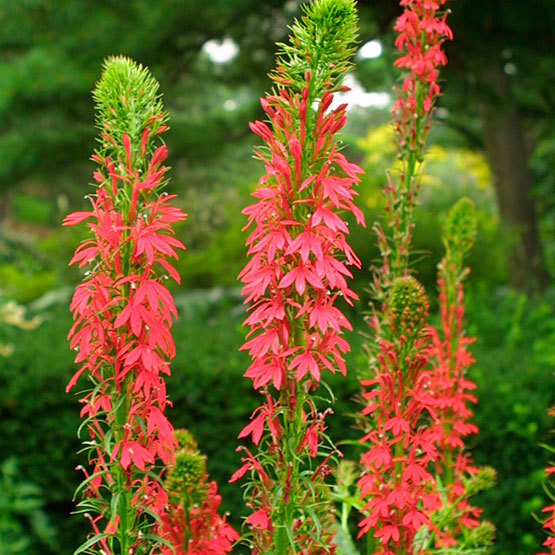 Lobelia best sale ruby slippers