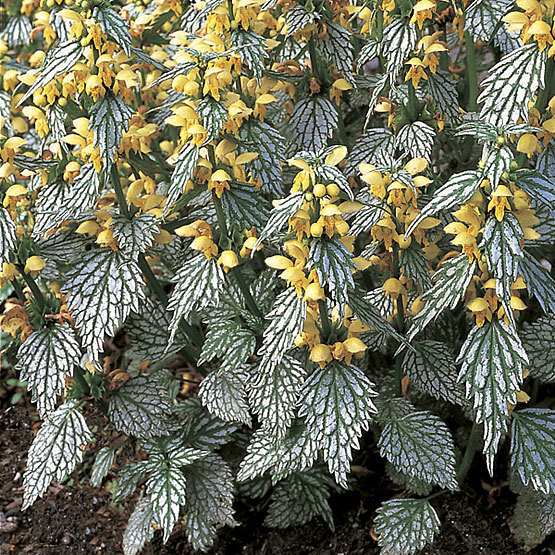 Image of Lamium plants