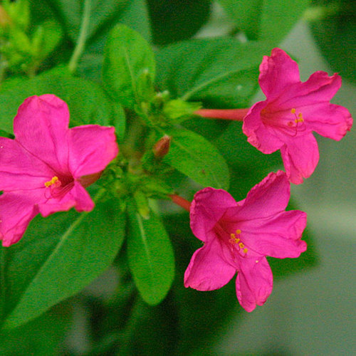 Mirabilis - Fine Gardening