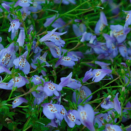 Mazus - Fine Gardening
