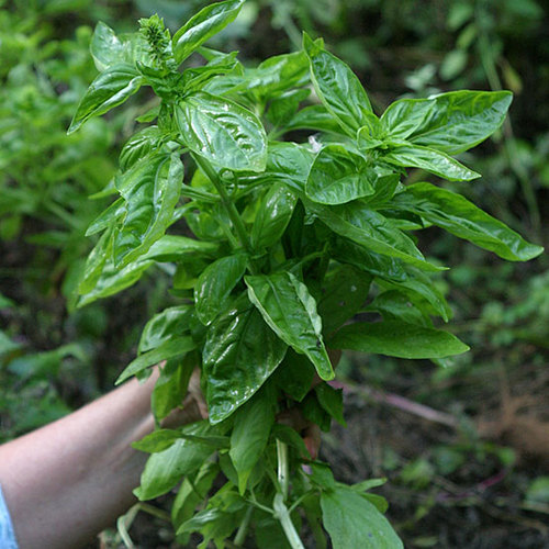 Ocimum - Fine Gardening
