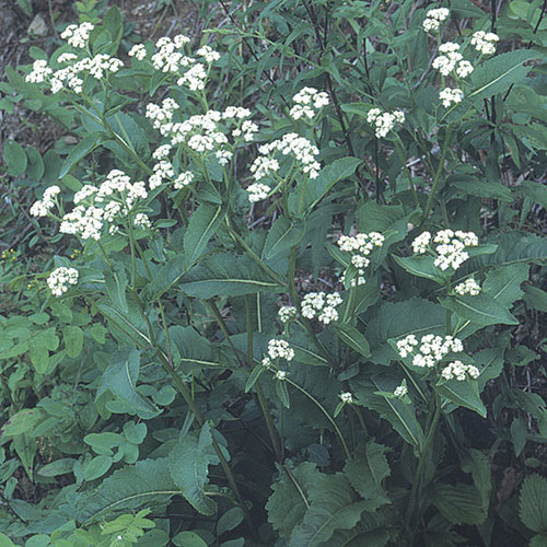 Parthenium - Fine Gardening