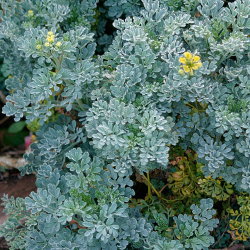 Ruta - Fine Gardening