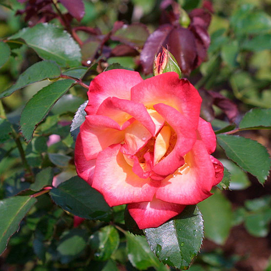 Rosa FineGardening