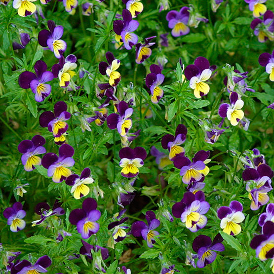 viola plant