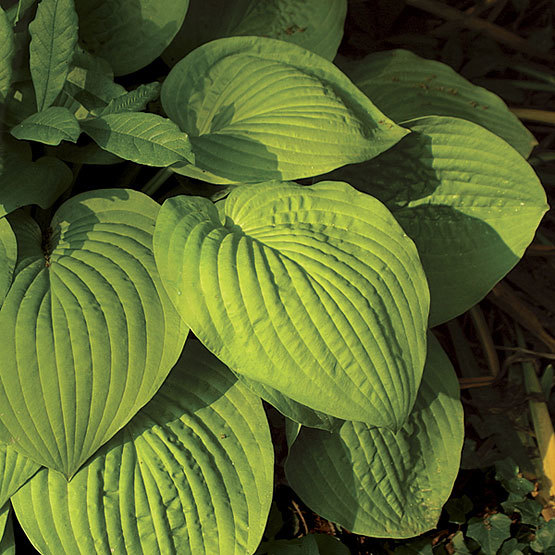 Are hostas dangerous to 2024 dogs