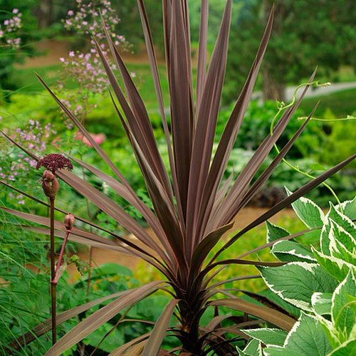 cordyline australis green