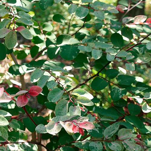 Breynia - Fine Gardening