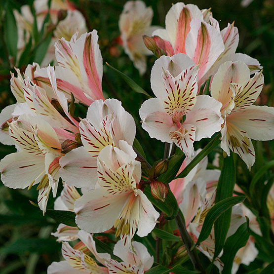 Alstroemeria