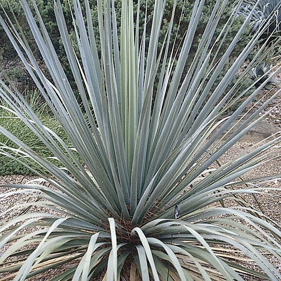 Ruth Bancroft Garden Tumblr — Nolina nelsonii The genus Nolina is part of  a