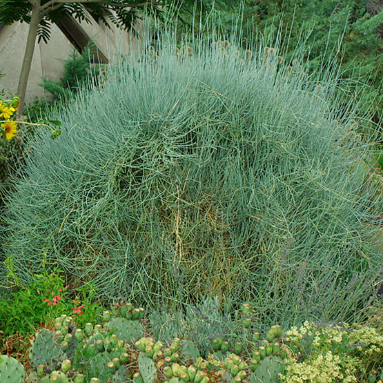 ephedra