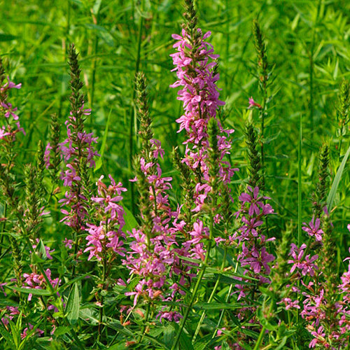 Lythrum - Fine Gardening