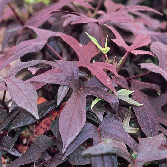 Image of Ipomoea plant