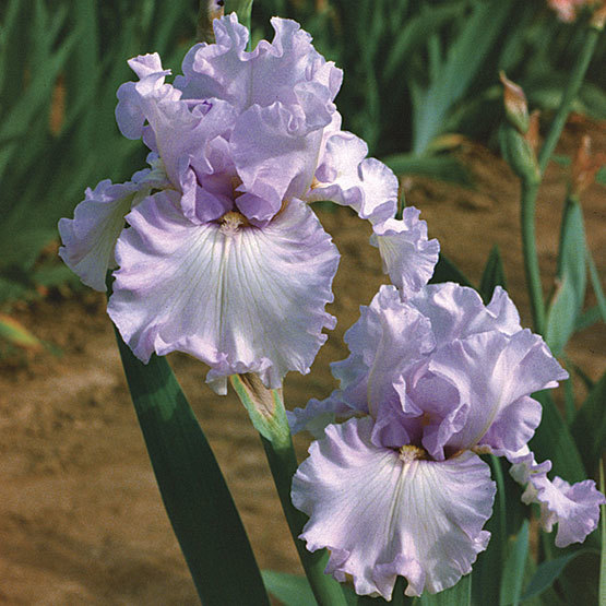 Tall Bearded Iris (Iris 'Iced') in the Irises Database 