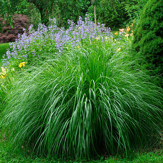 miscanthus grass