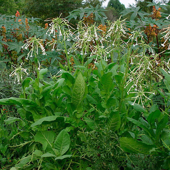 nicotiana langsdorffii