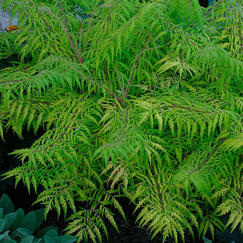 Rhus - Fine Gardening