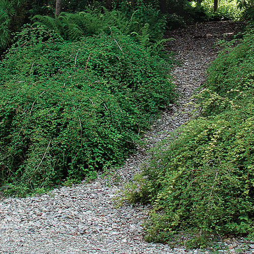 Stephanandra - Fine Gardening