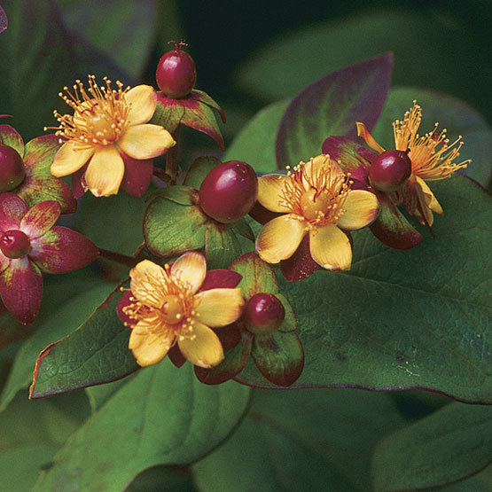 Hypericum