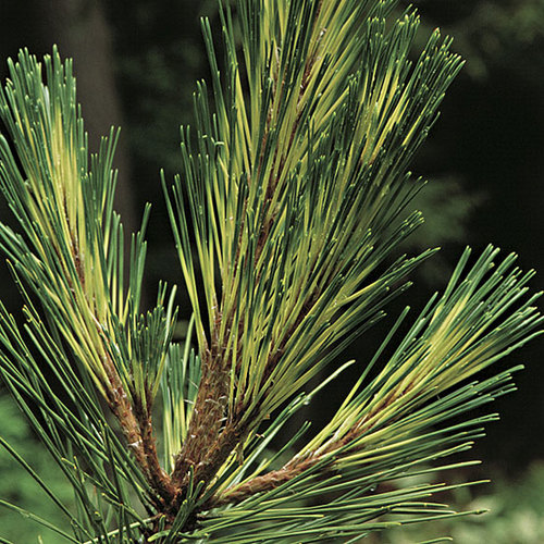 Pinus - Fine Gardening