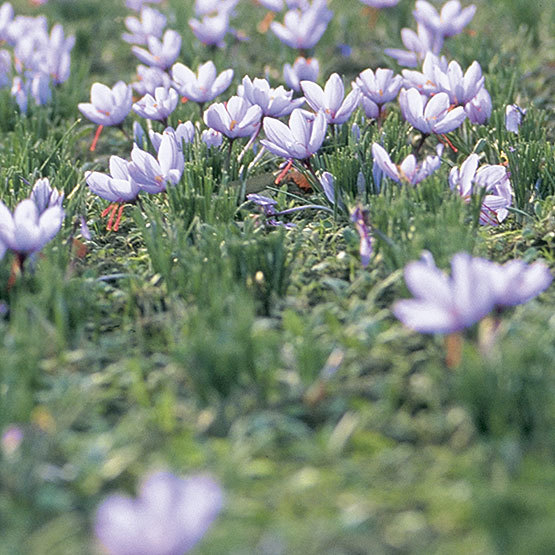 Crocus sativus