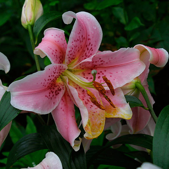 Image of Lilium plant