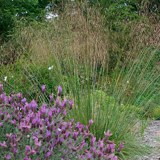 Stipa gigantea on sale