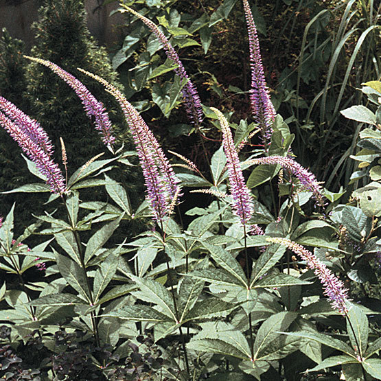 frokost kunst opnåelige Veronicastrum - FineGardening